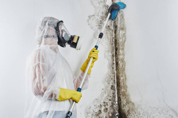 Best Local Mold Removal Service  in El Dorado Hills, CA