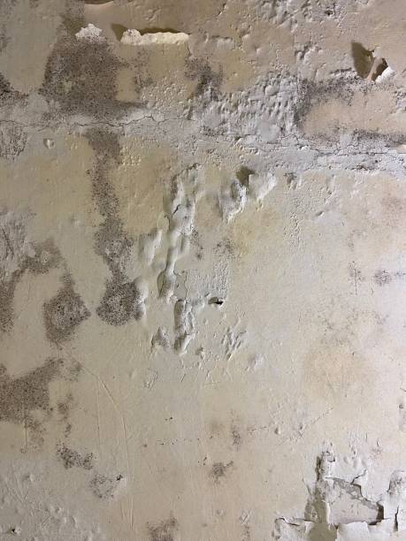 Best Mold Testing  in El Dorado Hills, CA
