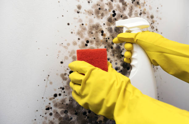 Best Residential Mold Removal  in El Dorado Hills, CA