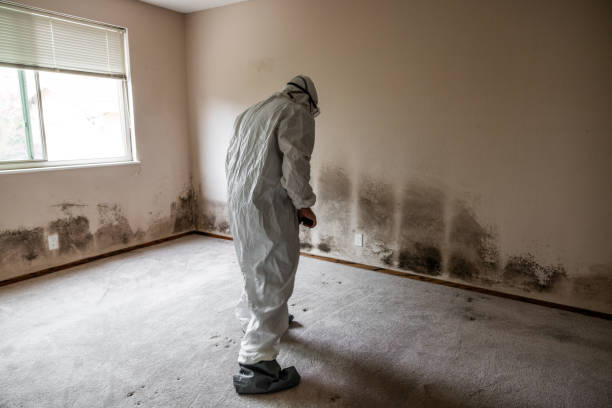 Trusted El Dorado Hills, CA Mold Removal Experts