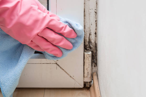 Best Mold Cleaning Services  in El Dorado Hills, CA