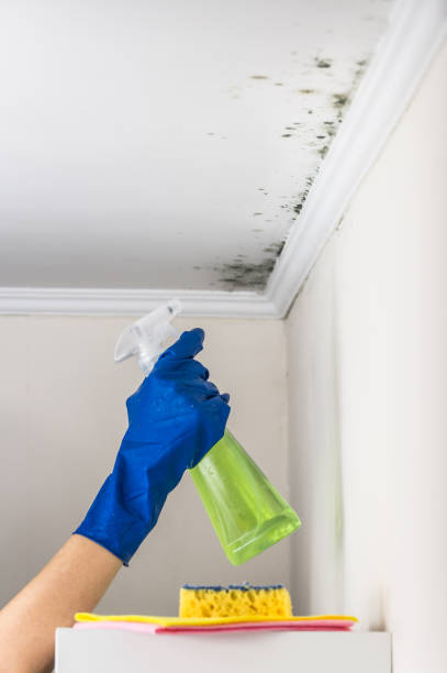 Best Mold Testing  in El Dorado Hills, CA