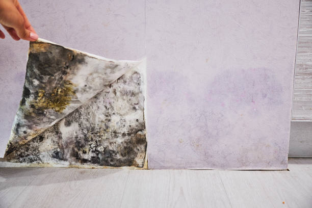 Best Attic Mold Removal  in El Dorado Hills, CA